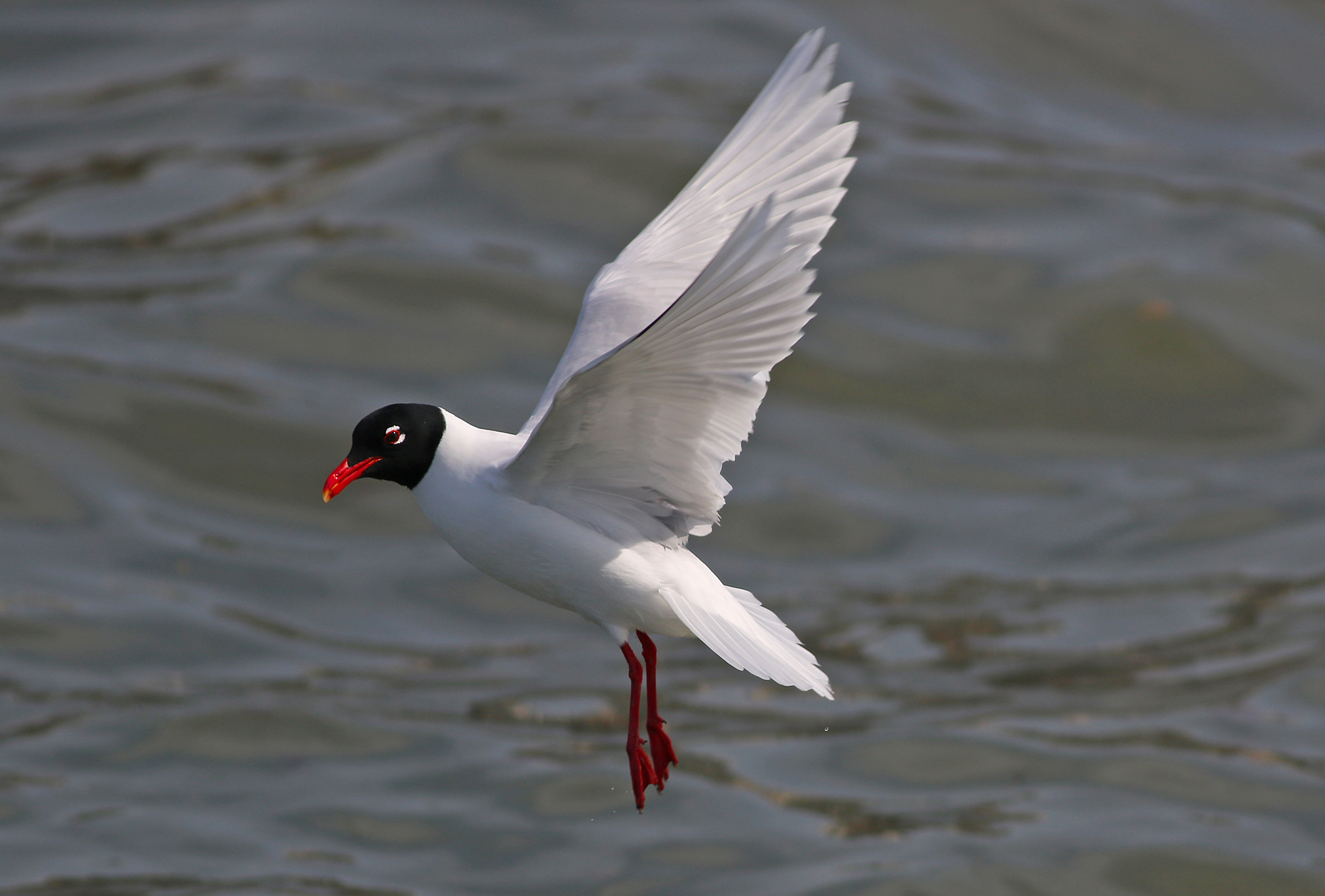 Mediterranean Gull